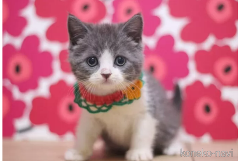 成約済の東京都のスコティッシュフォールド-99787の3枚目